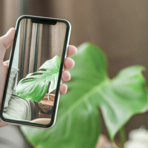 Here’s what you need to know about the latest iPhones